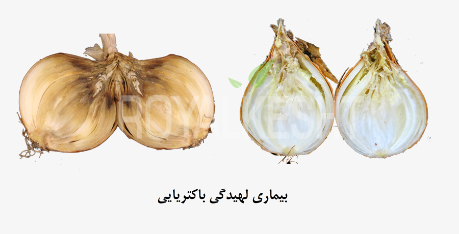بیماری لهیدگی باکتریایی پیاز  Onion Bacterial Mushy Rot