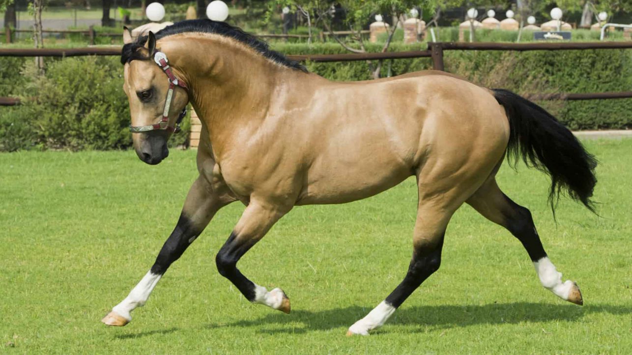 کود اسبی، خرید و قیمت کود پهن اسب