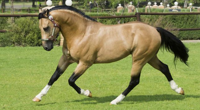 کود اسبی، خرید و قیمت کود پهن اسب