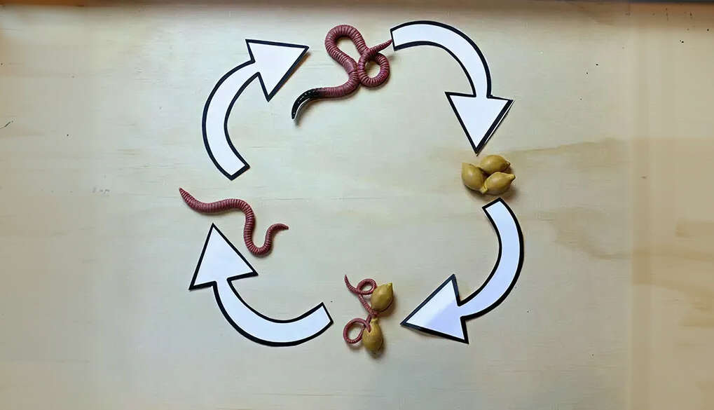 چرخه زندگی کرم ورمی کمپوست