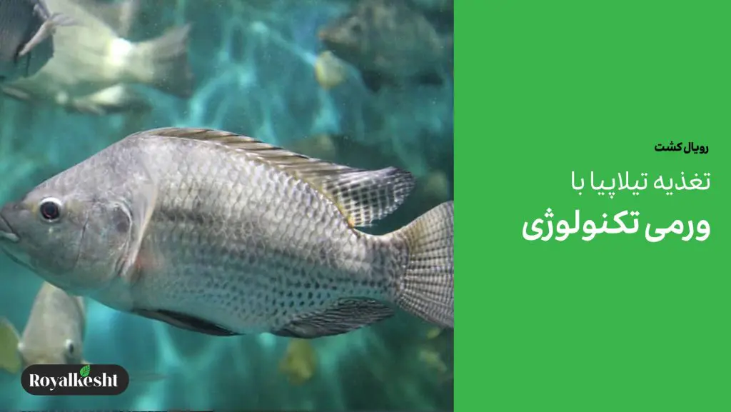 تغذیه ماهی تیلاپیا با ورمی تکنولوژی و ورمی کست