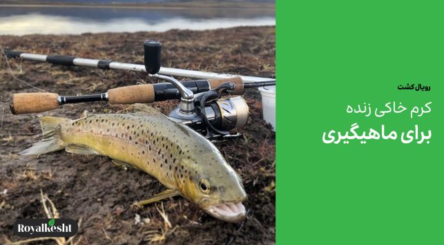خرید کرم خاکی برای ماهیگیری با بهترین قیمت فروش در ایران
