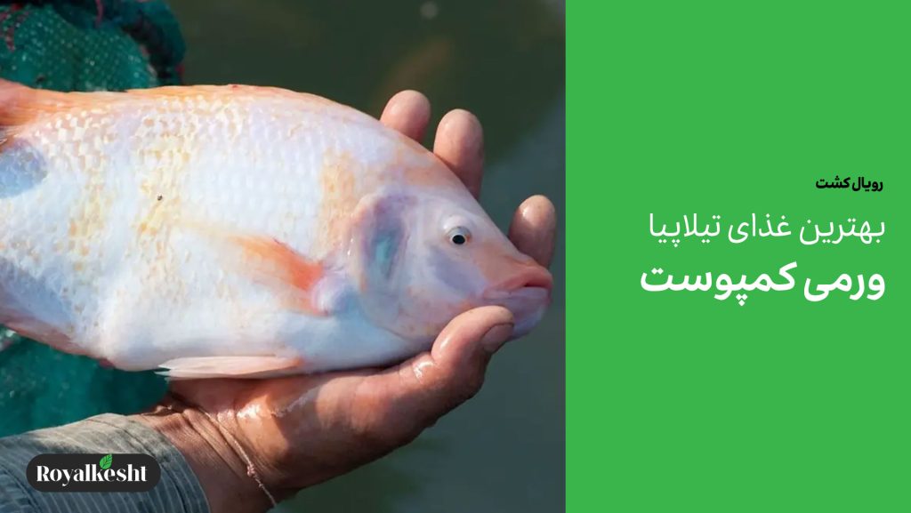 غذای عالی ماهی تیلاپیا کود ورمی کمپوست
