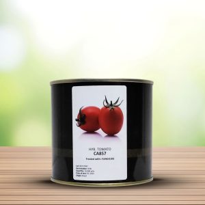 بذر گوجه هیبرید کا۸۵۷