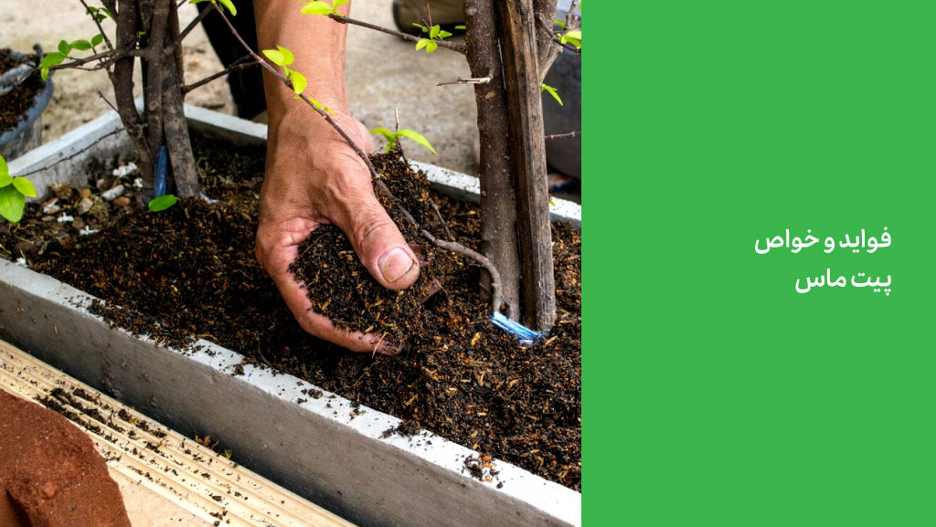 فواید و خواص پیت ماس